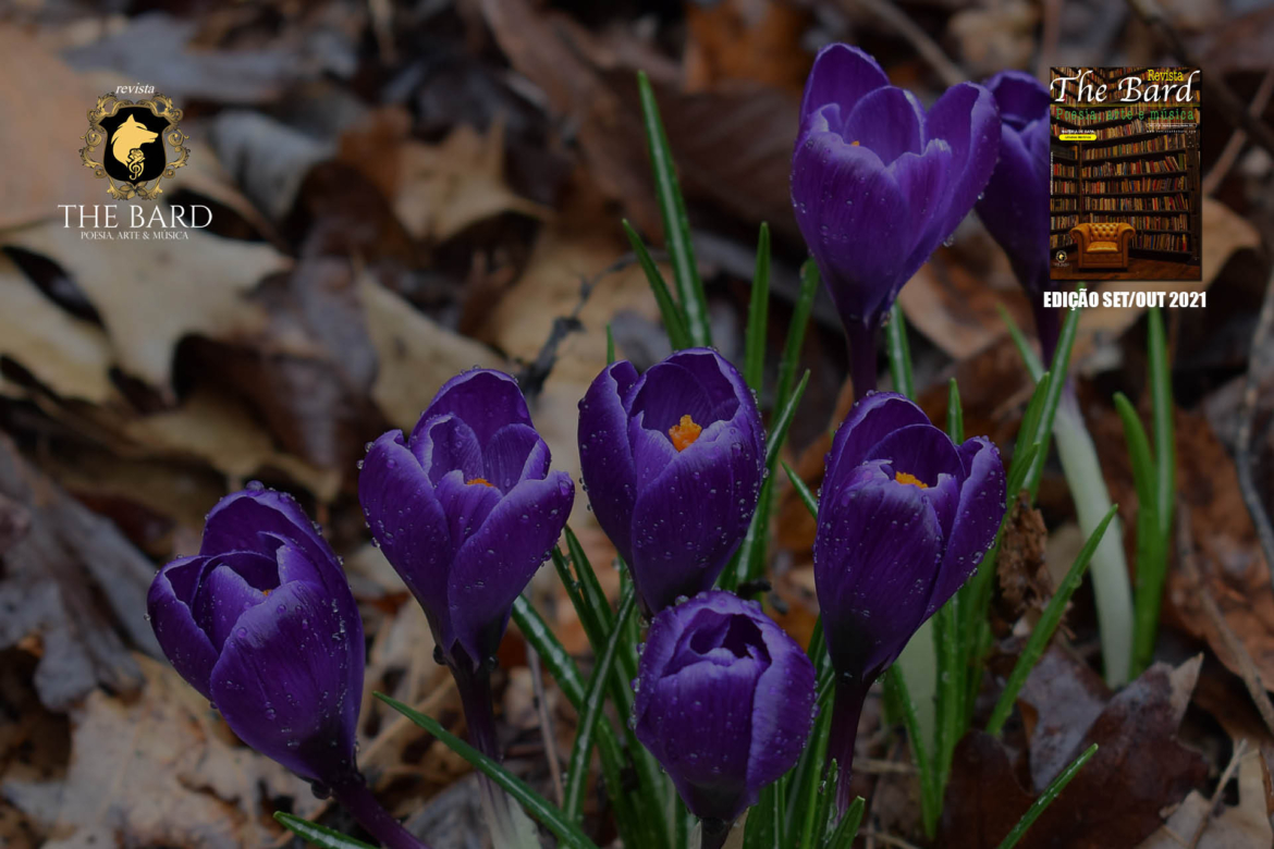 POETAS E POETISAS – Flor Por Luciana Fernandes